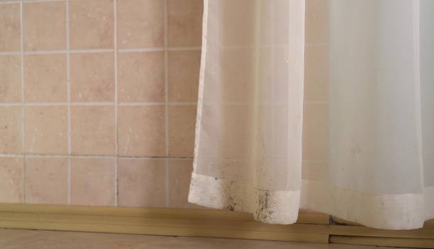 Trusted Carlin, NV Mold Removal Experts