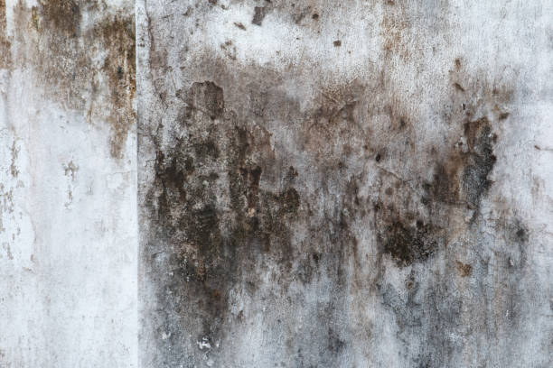 Best Crawl Space Mold Remediation  in Carlin, NV