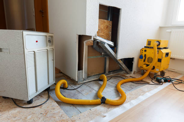 Best Industrial Mold Remediation  in Carlin, NV