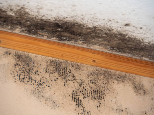 Best Mold-Related Health Consultation  in Carlin, NV