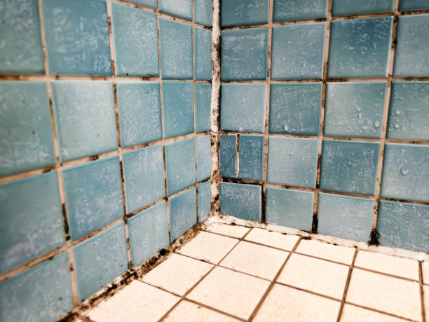 Best Industrial Mold Remediation  in Carlin, NV