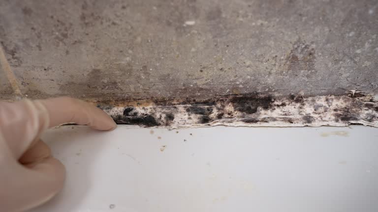 Best Real Estate Mold Inspection  in Carlin, NV